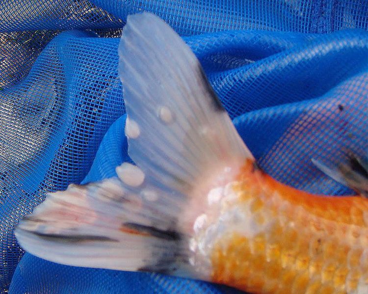 5 Most Common Koi Carp Diseases And Their Treatments Uk Pets