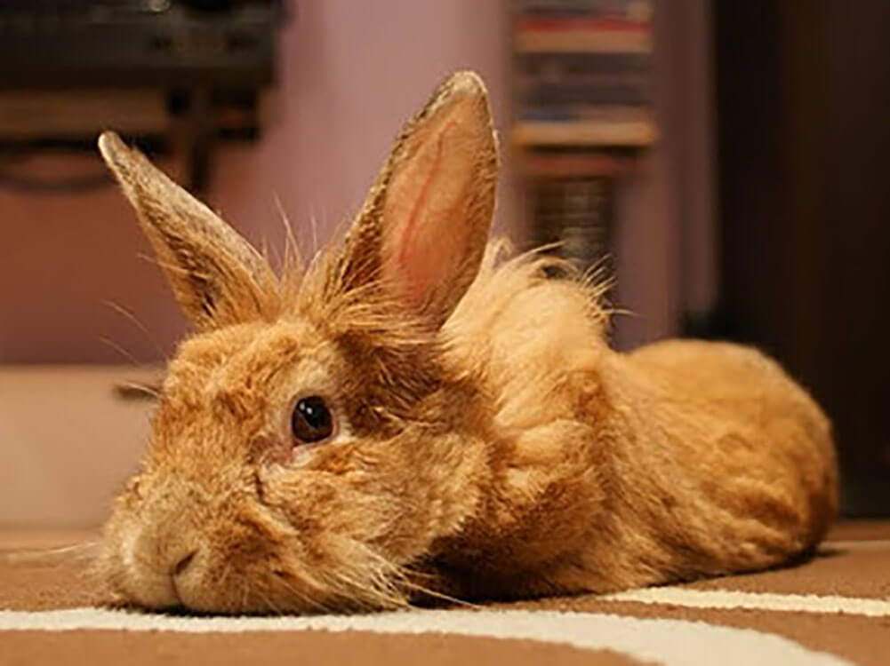 lionhead-rabbit-breed-information-price-care-guide-uk-pets